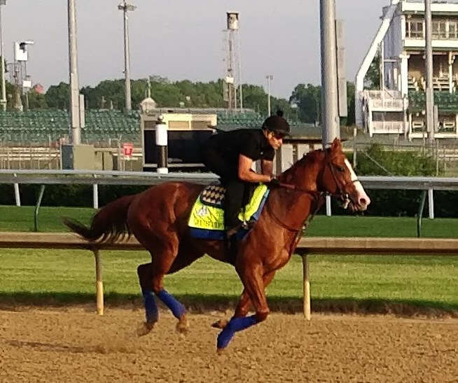 photo of racehorse justify in 2018