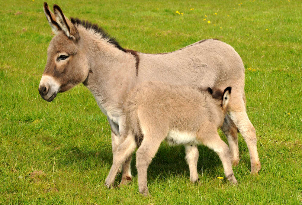 photo of miniature mediterranean donkey dam and foal