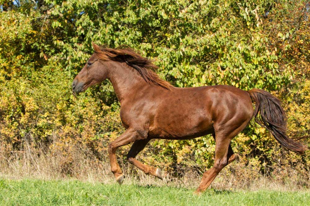 photo of morgan horse
