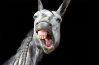 Periodontal Disease in Horses: Risk Factors, Symptoms & Management