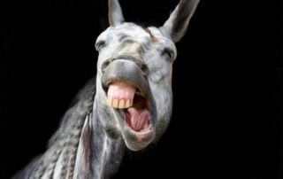 periodontal-disease-in-horses