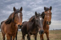 Prozac® (Fluoxetine) for Horses: Uses, Side Effects & Status in Competition