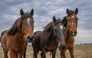 prozac-for-horses