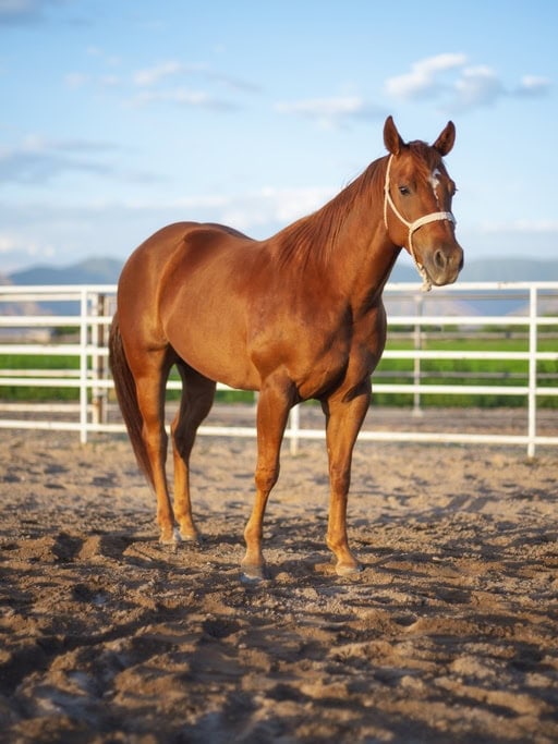 photo of american quarter horse