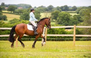 riding-horses-on-the-bit
