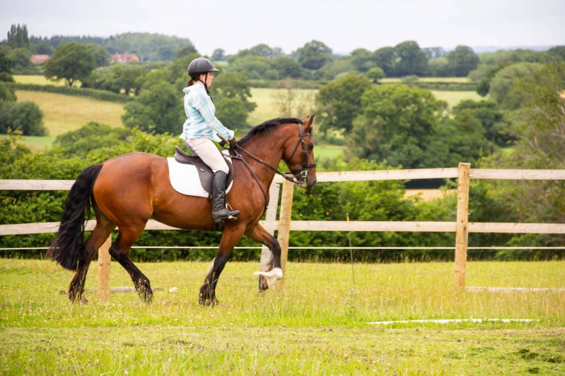 Riding Your Horse On The Bit: Biomechanics, Training Tips & Common Mistakes