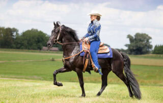 soring-in-horses