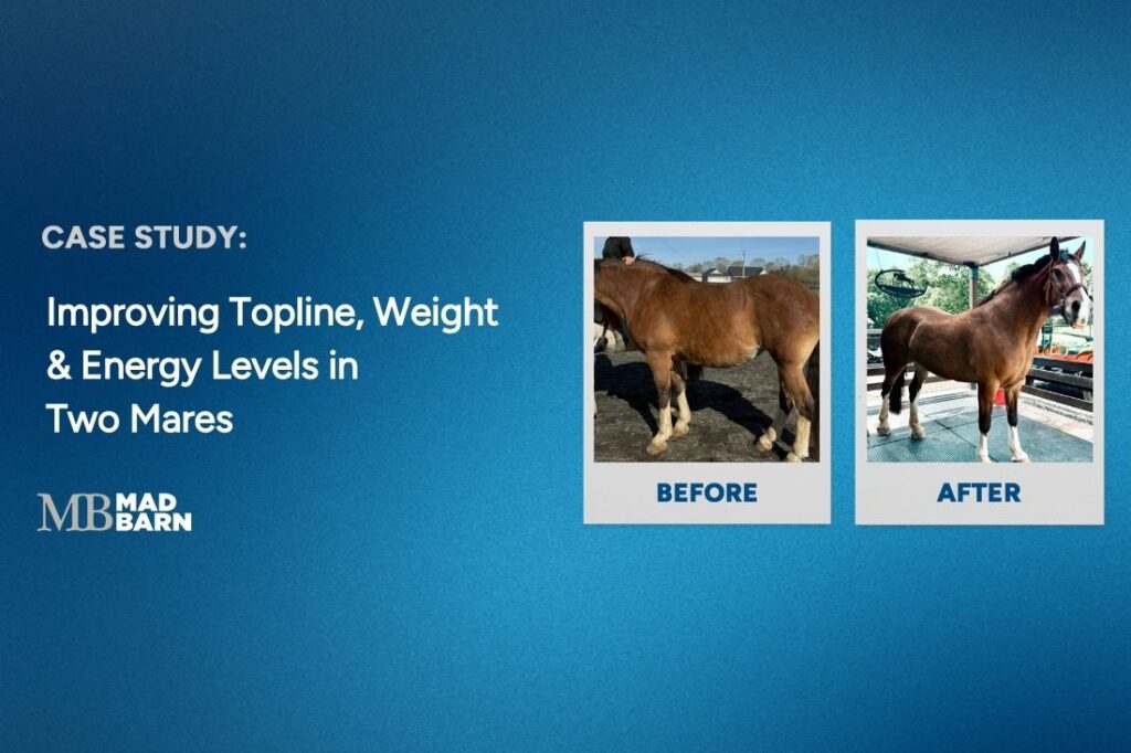 Case Study: Improving Topline, Weight & Energy Levels in Two Mares