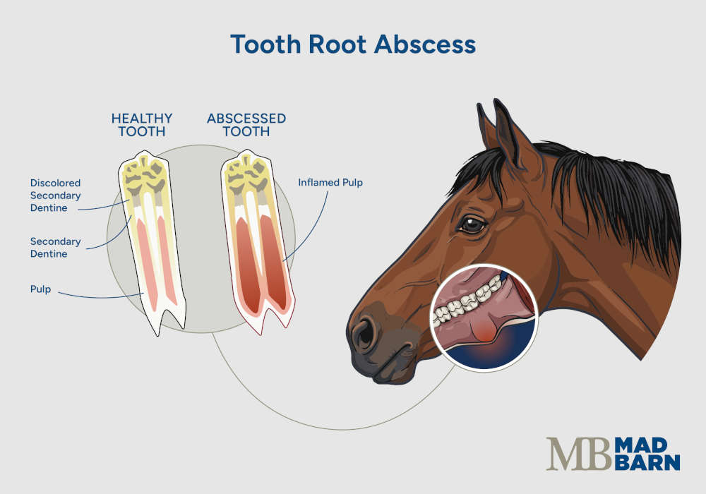 illustration of equine tooth root abscess