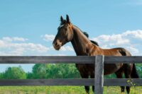 Tooth Root Abscesses in Horses: Signs, Causes & Treatment