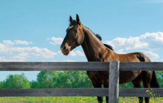 tooth-root-abscess-in-horses
