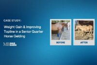 Case Study: Weight Gain & Improving Topline in a Senior Quarter Horse Gelding