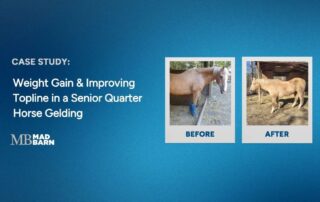 case study weight gain and improving topline in a senior quarter horse gelding