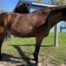 | Mad Barn USA