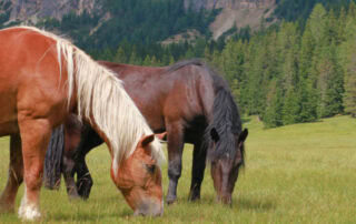 albanian-horse-breed-profile