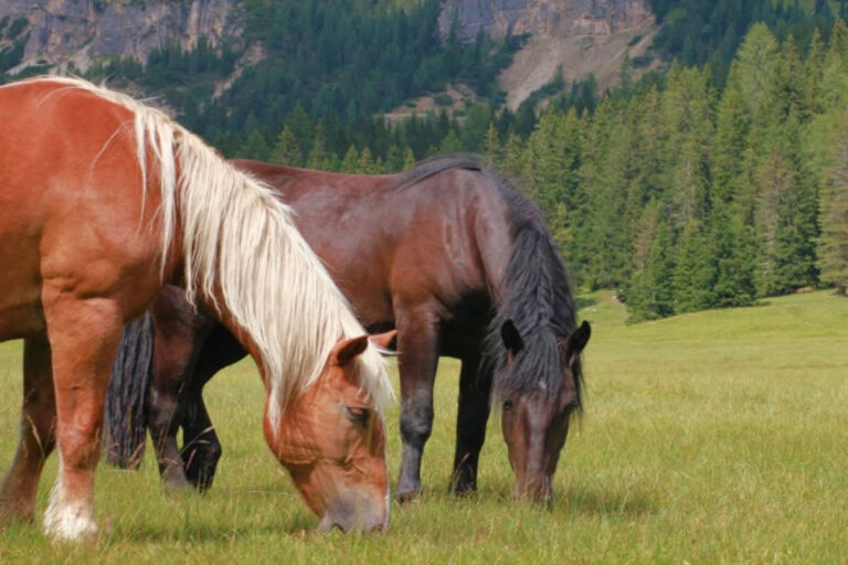 albanian-horse-breed-profile