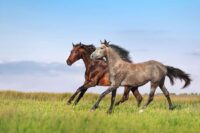 Pepto-Bismol® (Bismuth Subsalicylate) for Horses: Uses, Side Effects & Status in Competition