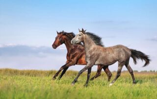 bismuth-subsalicylate-for-horses