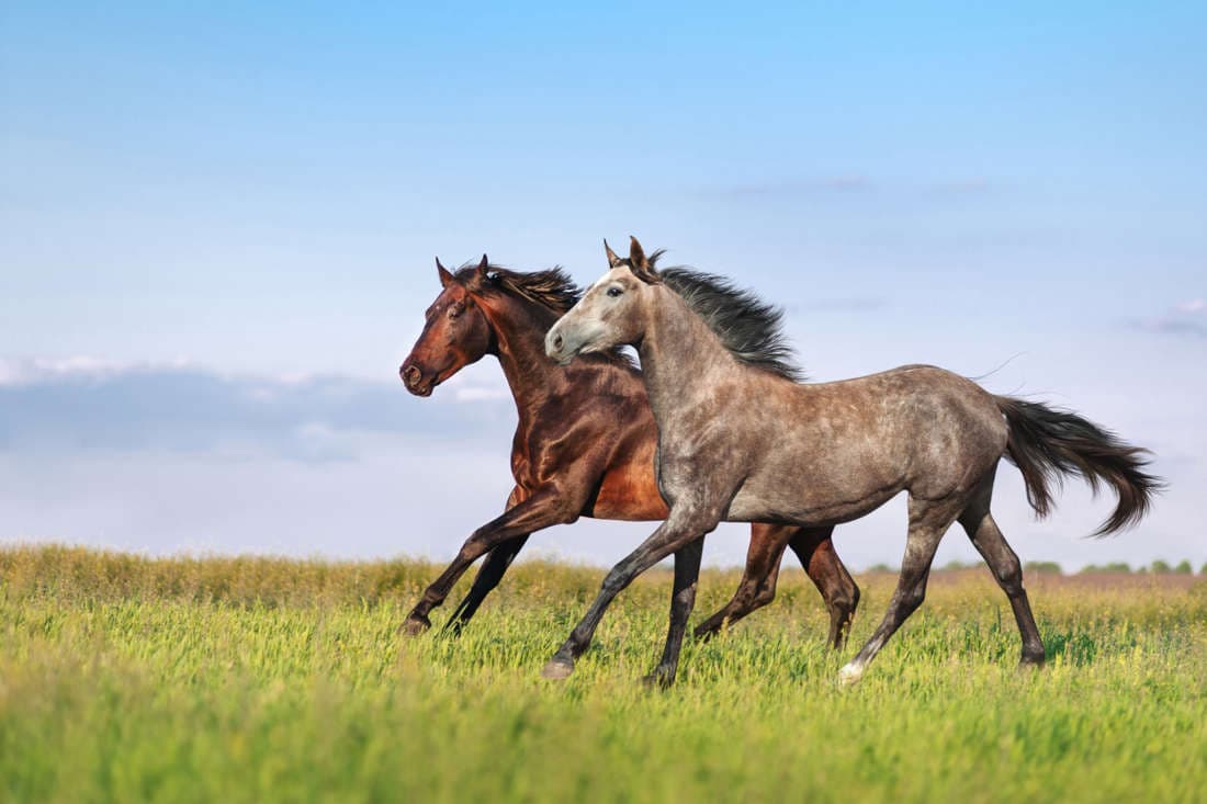 Pepto-Bismol® (Bismuth Subsalicylate) for Horses: Uses, Side Effects & Status in Competition