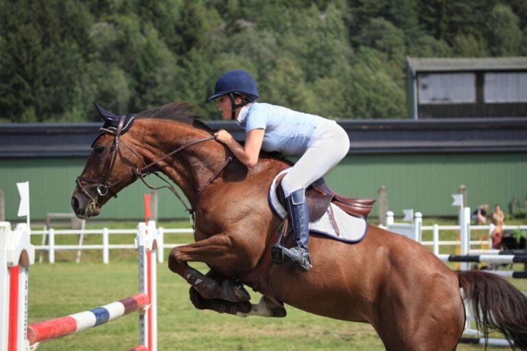 conditioning-programs-for-jumping-horses