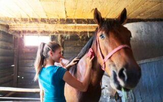 curry-combs-for-horses