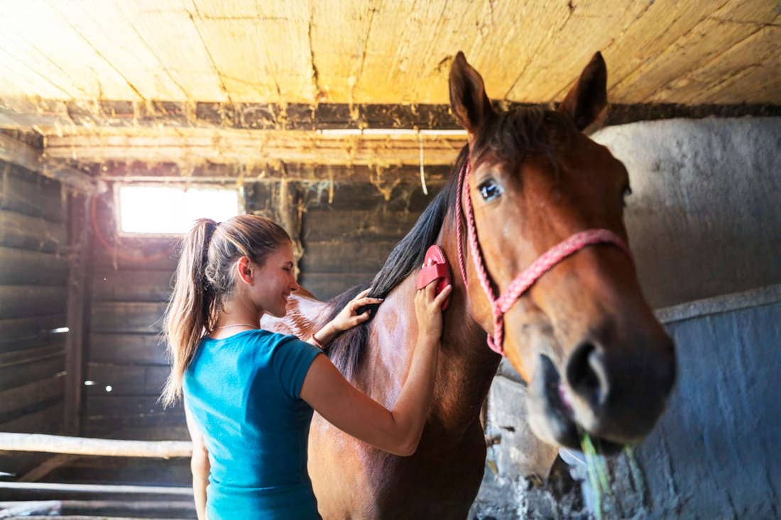 Curry Combs for Horses: What They Do, How to Use Them & Choosing the Right Type
