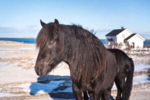 Dole Gudbrandsdal Breed Guide: Characteristics, Health & Nutrition
