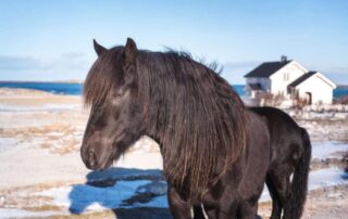 dole-gudbrandsdal-breed-profile