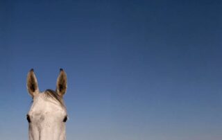 ear-plugs-for-horses