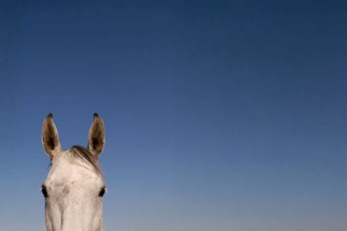 ear-plugs-for-horses
