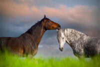 Gastrobim® (Generic Omeprazole) for Horses: Uses, Side Effects & Status in Competition