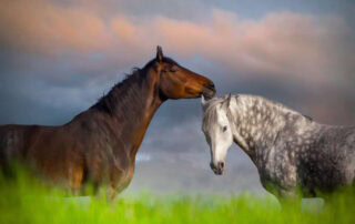 gastrobim-for-horses