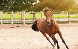 groundwork-exercise-for-horses