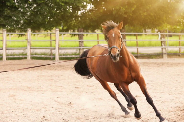 groundwork-exercise-for-horses