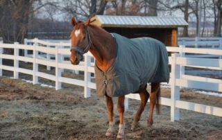 guide-to-horse-sheets