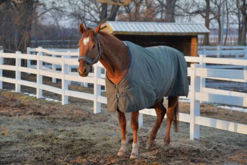 guide-to-horse-sheets