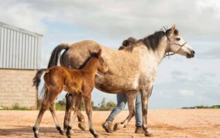 guide-to-mare-ownership