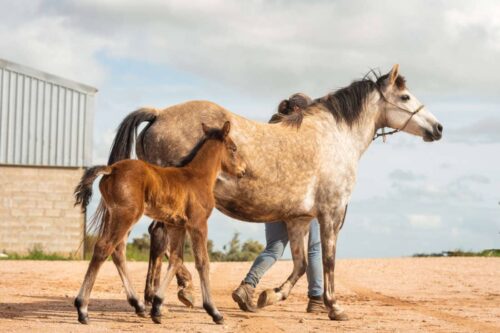 guide-to-mare-ownership