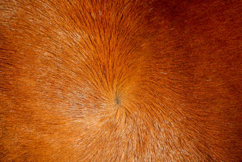 photo of horse hair whorl
