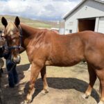 | Mad Barn USA