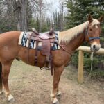 | Mad Barn USA