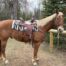 | Mad Barn USA