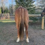 | Mad Barn USA