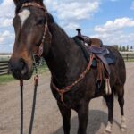 | Mad Barn USA