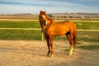 Karabakh Horse: Characteristics, Health & Nutrition