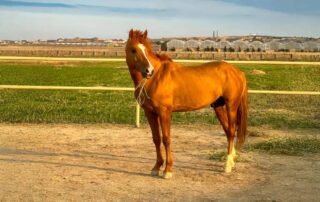 karabakh-horse-breed-profile