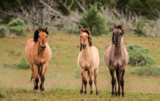 kiger-mustang-breed-profile