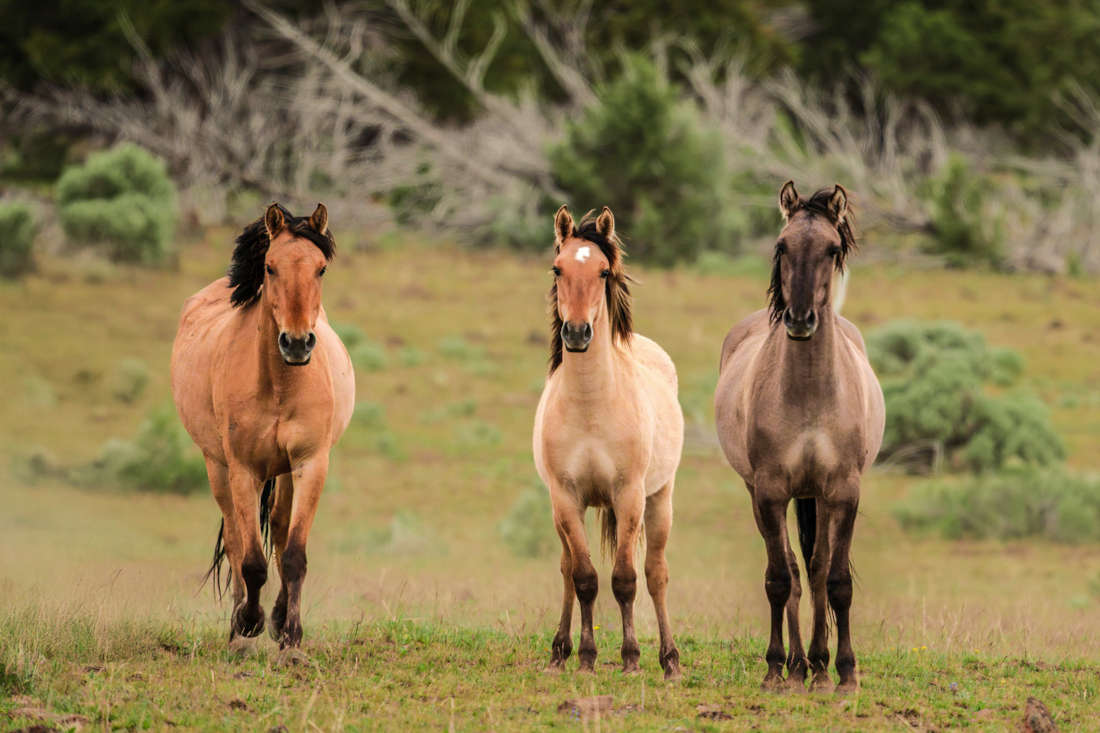 Kiger Mustang Horse: Characteristics, Health & Nutrition