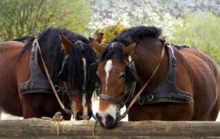 norman-cob-horse-breed-profile