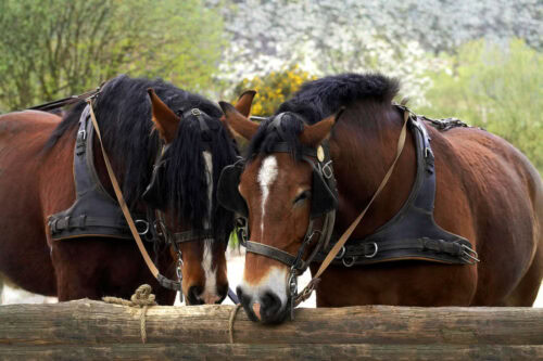 norman-cob-horse-breed-profile